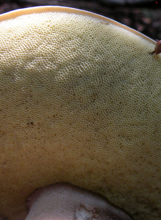 Tutti Boletus edulis?